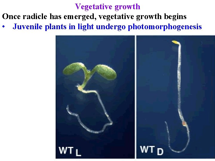 Vegetative growth Once radicle has emerged, vegetative growth begins • Juvenile plants in light Vegetative growth Once radicle has emerged, vegetative growth begins • Juvenile plants in light