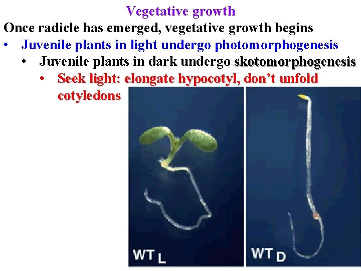 Vegetative growth Once radicle has emerged, vegetative growth begins • Juvenile plants in light Vegetative growth Once radicle has emerged, vegetative growth begins • Juvenile plants in light