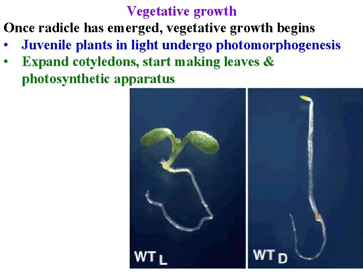 Vegetative growth Once radicle has emerged, vegetative growth begins • Juvenile plants in light Vegetative growth Once radicle has emerged, vegetative growth begins • Juvenile plants in light