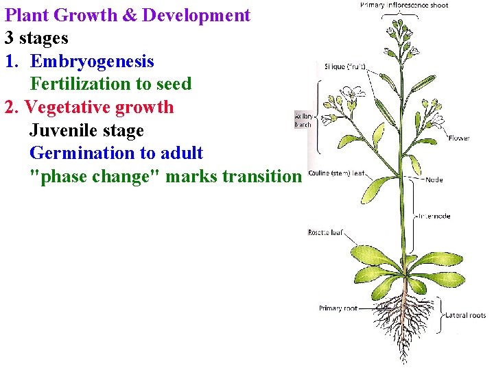 Plant Growth & Development 3 stages 1. Embryogenesis Fertilization to seed 2. Vegetative growth Plant Growth & Development 3 stages 1. Embryogenesis Fertilization to seed 2. Vegetative growth