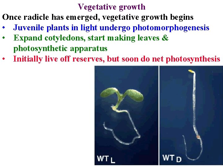 Vegetative growth Once radicle has emerged, vegetative growth begins • Juvenile plants in light Vegetative growth Once radicle has emerged, vegetative growth begins • Juvenile plants in light