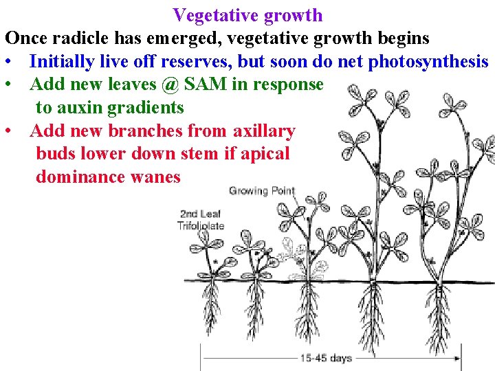 Vegetative growth Once radicle has emerged, vegetative growth begins • Initially live off reserves, Vegetative growth Once radicle has emerged, vegetative growth begins • Initially live off reserves,