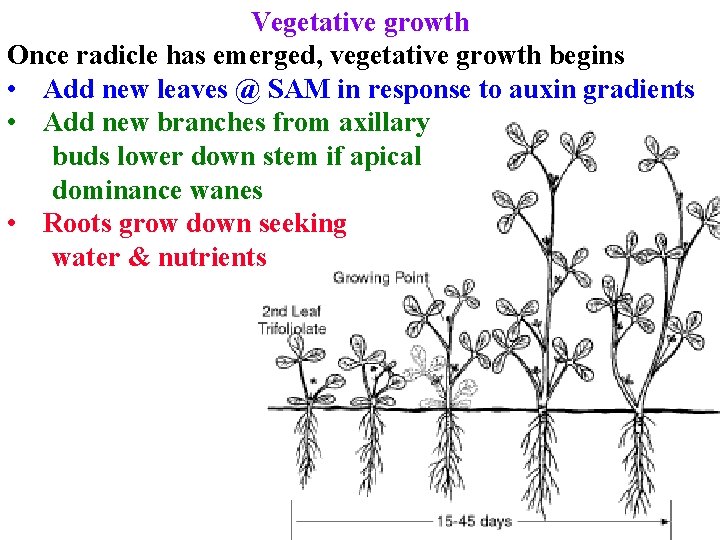 Vegetative growth Once radicle has emerged, vegetative growth begins • Add new leaves @ Vegetative growth Once radicle has emerged, vegetative growth begins • Add new leaves @