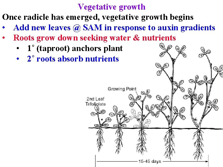 Vegetative growth Once radicle has emerged, vegetative growth begins • Add new leaves @ Vegetative growth Once radicle has emerged, vegetative growth begins • Add new leaves @