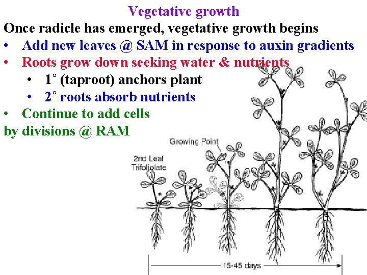 Vegetative growth Once radicle has emerged, vegetative growth begins • Add new leaves @ Vegetative growth Once radicle has emerged, vegetative growth begins • Add new leaves @
