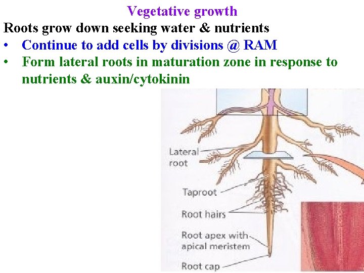 Vegetative growth Roots grow down seeking water & nutrients • Continue to add cells Vegetative growth Roots grow down seeking water & nutrients • Continue to add cells