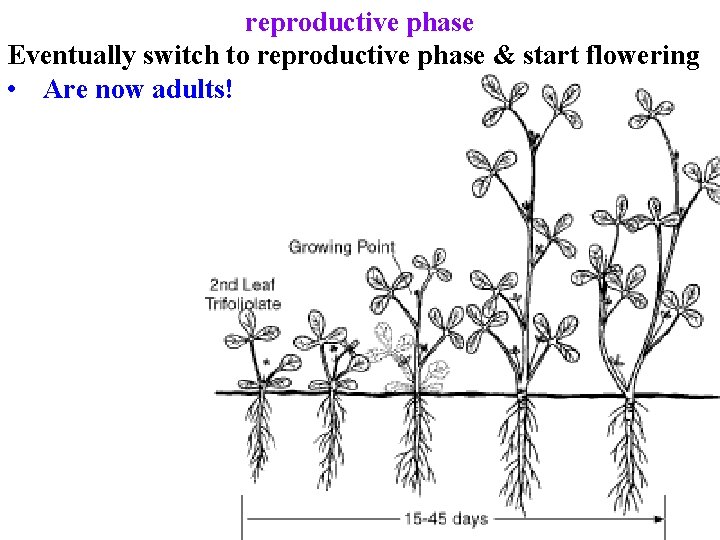 reproductive phase Eventually switch to reproductive phase & start flowering • Are now adults! reproductive phase Eventually switch to reproductive phase & start flowering • Are now adults!