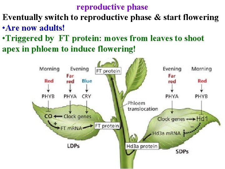 reproductive phase Eventually switch to reproductive phase & start flowering • Are now adults! reproductive phase Eventually switch to reproductive phase & start flowering • Are now adults!
