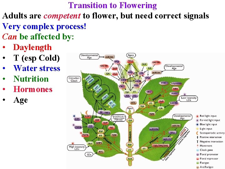 Transition to Flowering Adults are competent to flower, but need correct signals Very complex Transition to Flowering Adults are competent to flower, but need correct signals Very complex