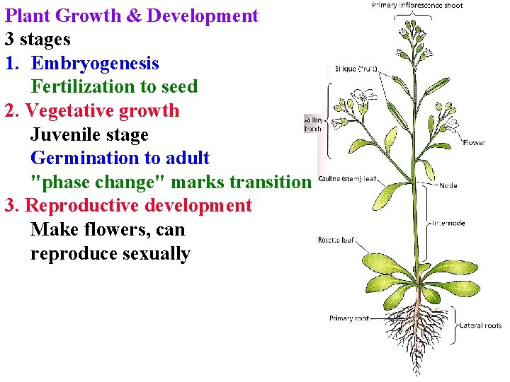 Plant Growth & Development 3 stages 1. Embryogenesis Fertilization to seed 2. Vegetative growth Plant Growth & Development 3 stages 1. Embryogenesis Fertilization to seed 2. Vegetative growth