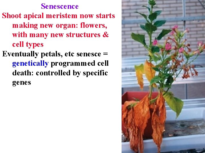 Senescence Shoot apical meristem now starts making new organ: flowers, with many new structures Senescence Shoot apical meristem now starts making new organ: flowers, with many new structures