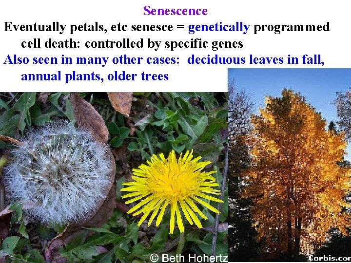 Senescence Eventually petals, etc senesce = genetically programmed cell death: controlled by specific genes Senescence Eventually petals, etc senesce = genetically programmed cell death: controlled by specific genes