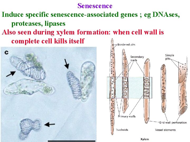 Senescence Induce specific senescence-associated genes ; eg DNAses, proteases, lipases Also seen during xylem Senescence Induce specific senescence-associated genes ; eg DNAses, proteases, lipases Also seen during xylem