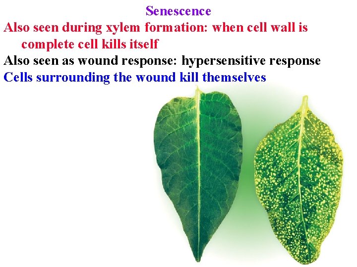 Senescence Also seen during xylem formation: when cell wall is complete cell kills itself Senescence Also seen during xylem formation: when cell wall is complete cell kills itself