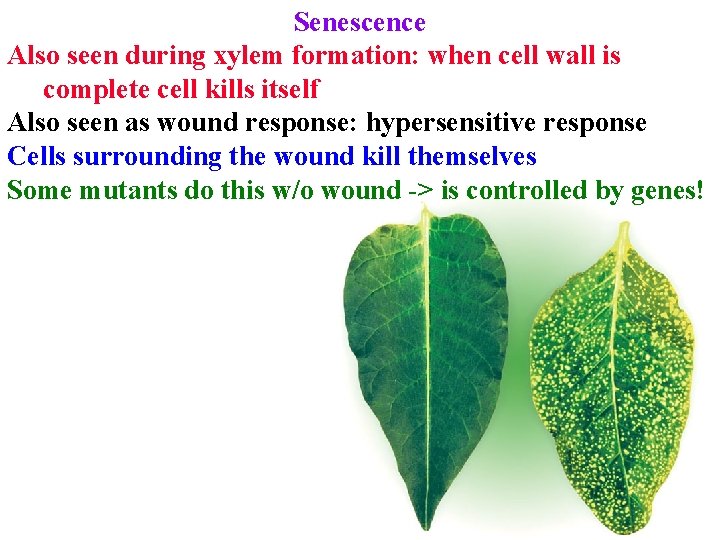 Senescence Also seen during xylem formation: when cell wall is complete cell kills itself Senescence Also seen during xylem formation: when cell wall is complete cell kills itself