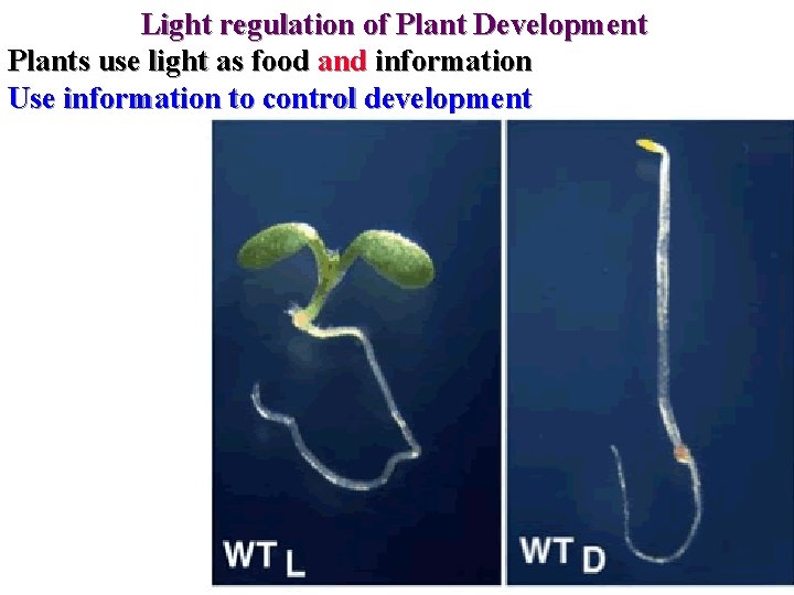 Light regulation of Plant Development Plants use light as food and information Use information Light regulation of Plant Development Plants use light as food and information Use information