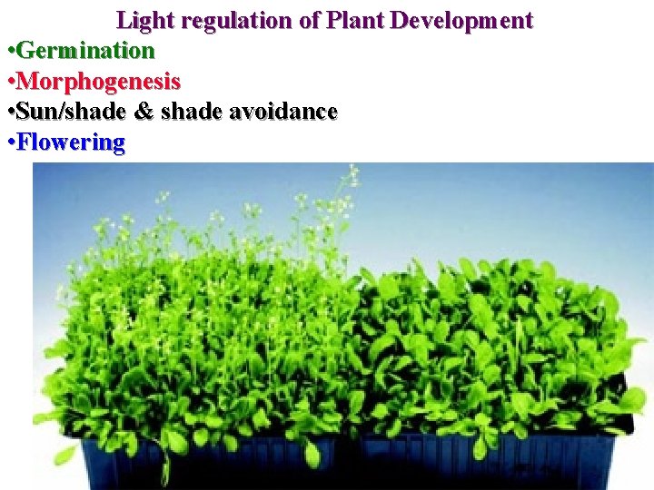 Light regulation of Plant Development • Germination • Morphogenesis • Sun/shade & shade avoidance Light regulation of Plant Development • Germination • Morphogenesis • Sun/shade & shade avoidance