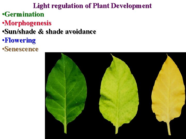 Light regulation of Plant Development • Germination • Morphogenesis • Sun/shade & shade avoidance Light regulation of Plant Development • Germination • Morphogenesis • Sun/shade & shade avoidance