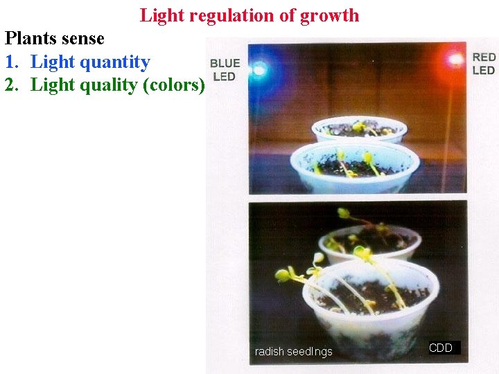 Light regulation of growth Plants sense 1. Light quantity 2. Light quality (colors) Light regulation of growth Plants sense 1. Light quantity 2. Light quality (colors)