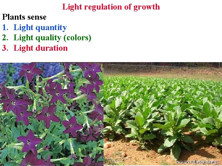 Light regulation of growth Plants sense 1. Light quantity 2. Light quality (colors) 3. Light regulation of growth Plants sense 1. Light quantity 2. Light quality (colors) 3.