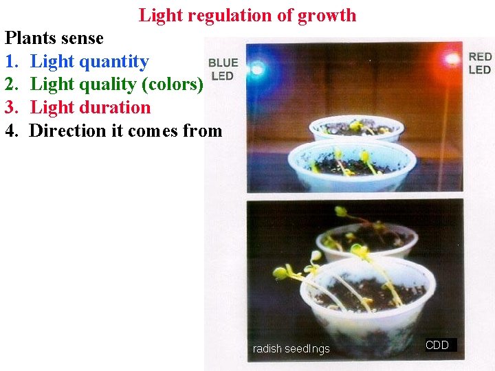 Light regulation of growth Plants sense 1. Light quantity 2. Light quality (colors) 3. Light regulation of growth Plants sense 1. Light quantity 2. Light quality (colors) 3.