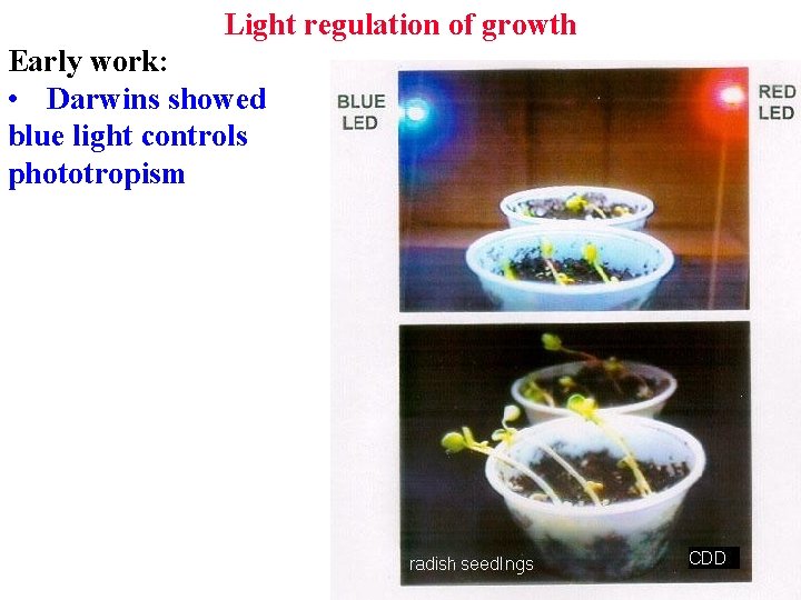 Light regulation of growth Early work: • Darwins showed blue light controls phototropism Light regulation of growth Early work: • Darwins showed blue light controls phototropism