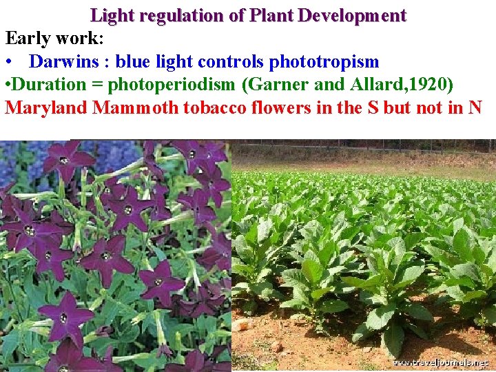 Light regulation of Plant Development Early work: • Darwins : blue light controls phototropism Light regulation of Plant Development Early work: • Darwins : blue light controls phototropism