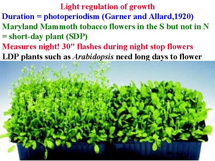 Light regulation of growth Duration = photoperiodism (Garner and Allard, 1920) Maryland Mammoth tobacco Light regulation of growth Duration = photoperiodism (Garner and Allard, 1920) Maryland Mammoth tobacco