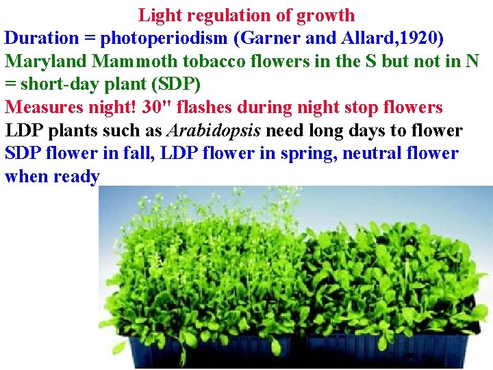 Light regulation of growth Duration = photoperiodism (Garner and Allard, 1920) Maryland Mammoth tobacco Light regulation of growth Duration = photoperiodism (Garner and Allard, 1920) Maryland Mammoth tobacco