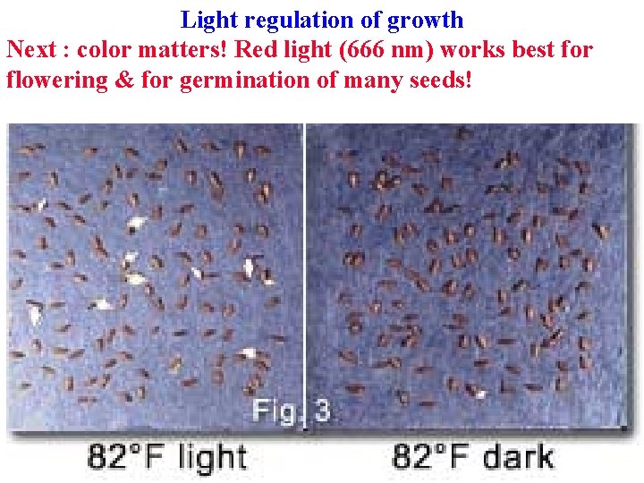 Light regulation of growth Next : color matters! Red light (666 nm) works best Light regulation of growth Next : color matters! Red light (666 nm) works best