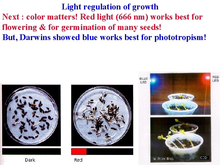 Light regulation of growth Next : color matters! Red light (666 nm) works best Light regulation of growth Next : color matters! Red light (666 nm) works best