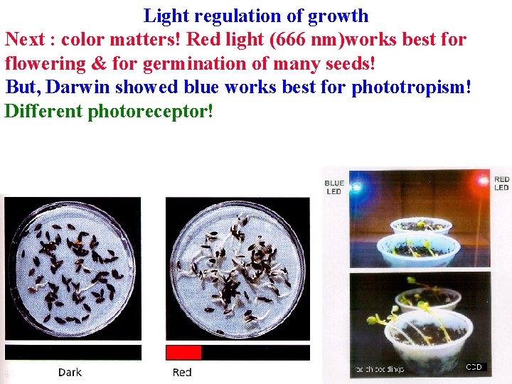 Light regulation of growth Next : color matters! Red light (666 nm)works best for Light regulation of growth Next : color matters! Red light (666 nm)works best for