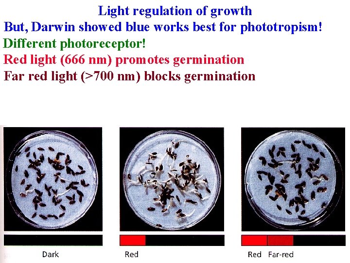 Light regulation of growth But, Darwin showed blue works best for phototropism! Different photoreceptor! Light regulation of growth But, Darwin showed blue works best for phototropism! Different photoreceptor!