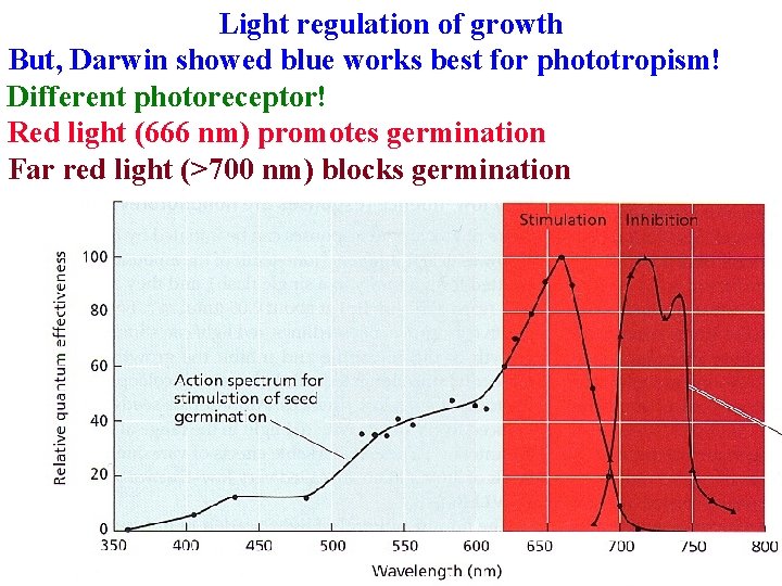 Light regulation of growth But, Darwin showed blue works best for phototropism! Different photoreceptor! Light regulation of growth But, Darwin showed blue works best for phototropism! Different photoreceptor!