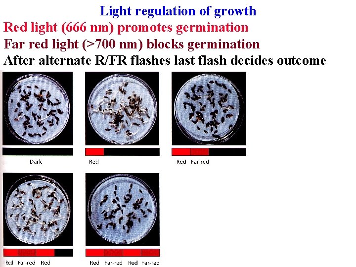 Light regulation of growth Red light (666 nm) promotes germination Far red light (>700 Light regulation of growth Red light (666 nm) promotes germination Far red light (>700