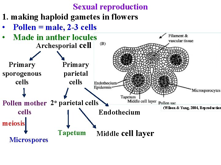 Sexual reproduction 1. making haploid gametes in flowers • Pollen = male, 2 -3 Sexual reproduction 1. making haploid gametes in flowers • Pollen = male, 2 -3