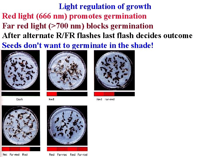 Light regulation of growth Red light (666 nm) promotes germination Far red light (>700 Light regulation of growth Red light (666 nm) promotes germination Far red light (>700