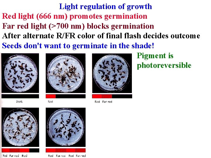 Light regulation of growth Red light (666 nm) promotes germination Far red light (>700 Light regulation of growth Red light (666 nm) promotes germination Far red light (>700