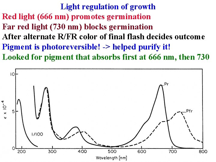 Light regulation of growth Red light (666 nm) promotes germination Far red light (730 Light regulation of growth Red light (666 nm) promotes germination Far red light (730