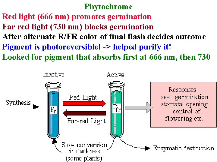Phytochrome Red light (666 nm) promotes germination Far red light (730 nm) blocks germination Phytochrome Red light (666 nm) promotes germination Far red light (730 nm) blocks germination