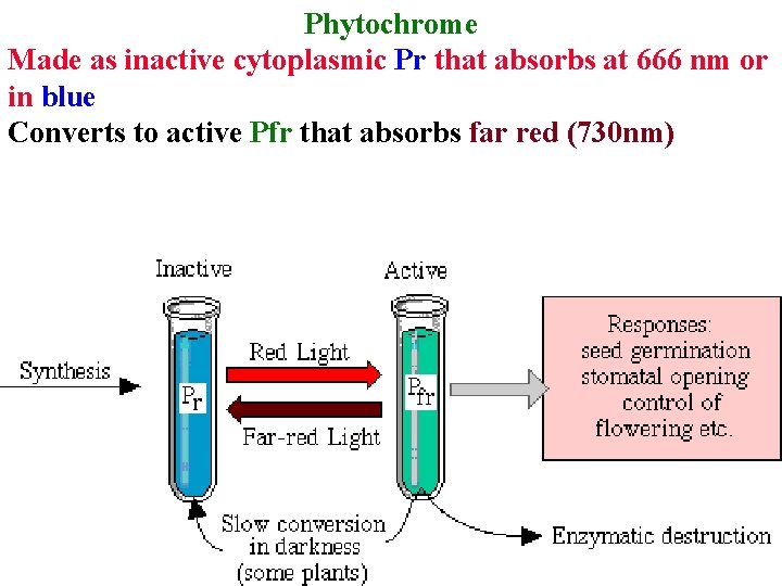 Phytochrome Made as inactive cytoplasmic Pr that absorbs at 666 nm or in blue Phytochrome Made as inactive cytoplasmic Pr that absorbs at 666 nm or in blue