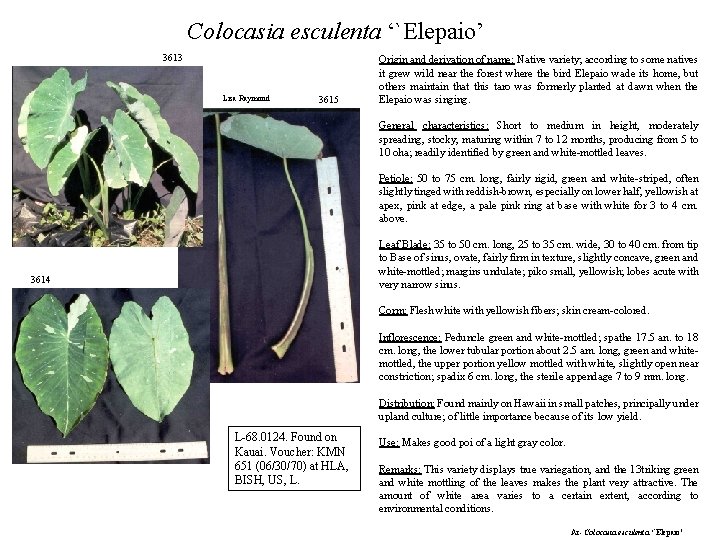 Colocasia esculenta ‘`Elepaio’ 3613 Lisa Raymond 3615 Origin and derivation of name: Native variety;