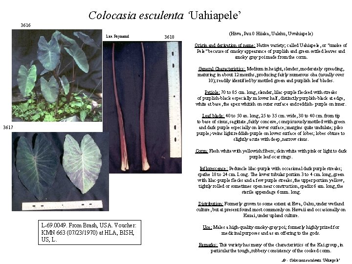 Colocasia esculenta ‘Uahiapele’ 3616 Lisa Raymond 3618 (Hiwa, Pau 0 Hiiaka, Ualehu, Uwahiapele) Origin