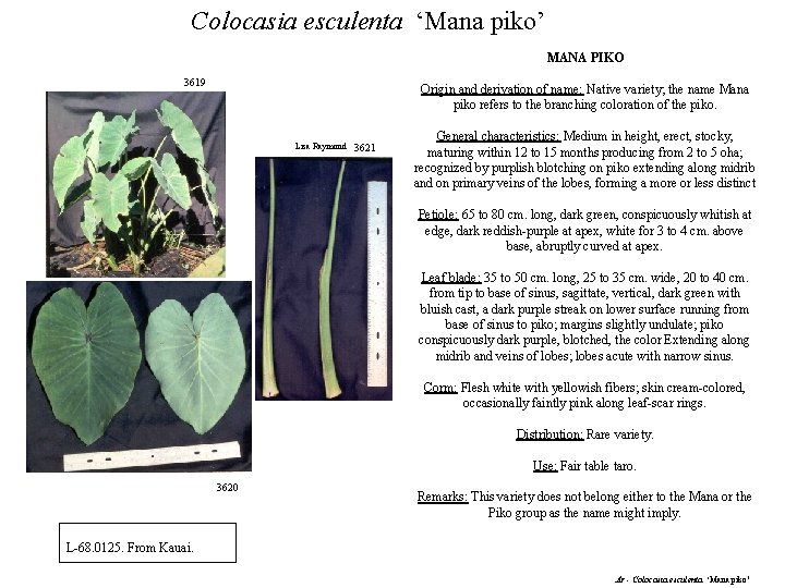Colocasia esculenta ‘Mana piko’ MANA PIKO 3619 Origin and derivation of name: Native variety;
