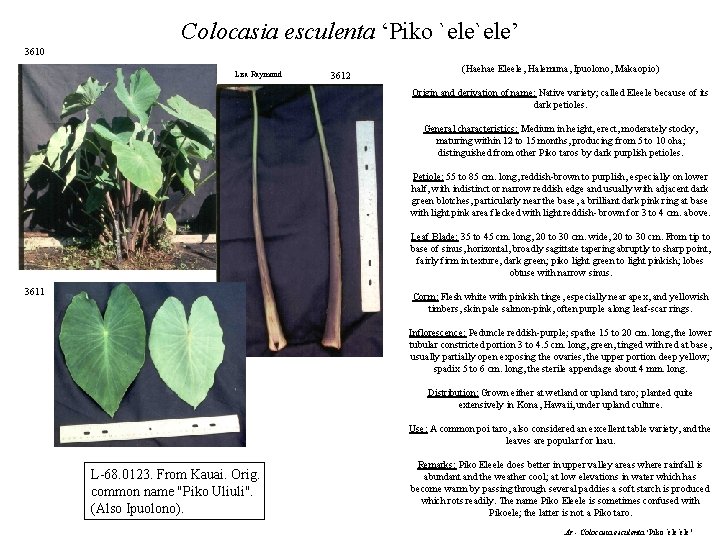 Colocasia esculenta ‘Piko `ele’ 3610 Lisa Raymond 3612 (Haehae Eleele, Halemuna, Ipuolono, Makaopio) Origin