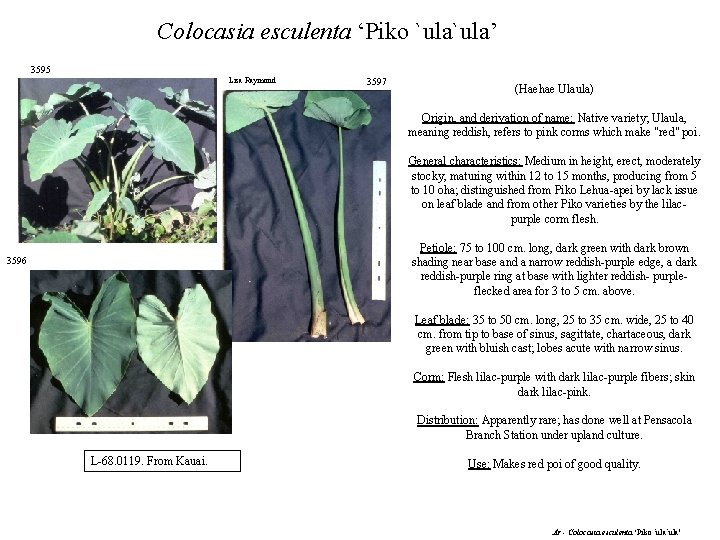 Colocasia esculenta ‘Piko `ula’ 3595 Lisa Raymond 3597 (Haehae Ulaula) Origin, and derivation of