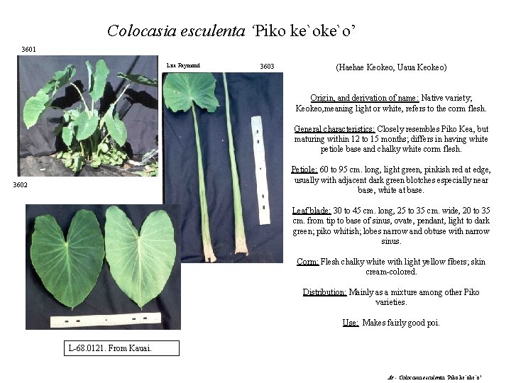 Colocasia esculenta ‘Piko ke`o’ 3601 Lisa Raymond 3603 (Haehae Keokeo, Uaua Keokeo) Origin, and