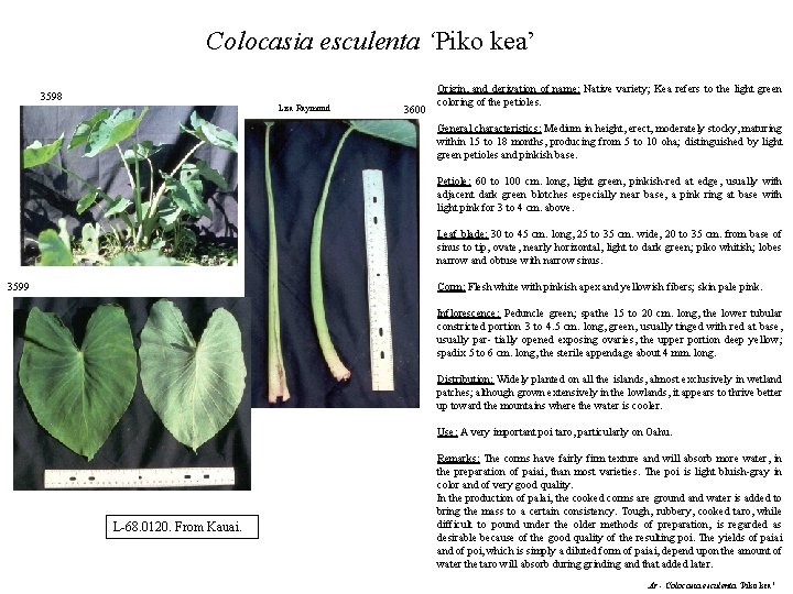 Colocasia esculenta ‘Piko kea’ 3598 Lisa Raymond 3600 Origin, and derivation of name: Native