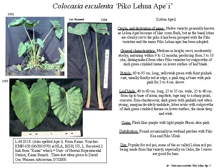 Colocasia esculenta ‘Piko Lehua Ape`i’ 3592 Lisa Raymond 3594 (Lehua Apei) Origin, and derivation