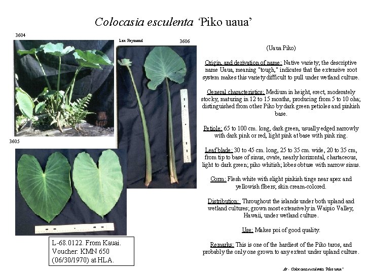 Colocasia esculenta ‘Piko uaua’ 3604 Lisa Raymond 3606 (Uaua Piko) Origin, and derivation of